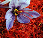 Afghanistan Capable to Produce 14 Tons of Saffron Annually
